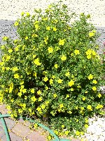 Potentilla Goldfinger