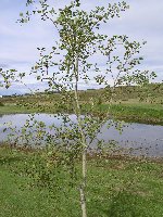 Quaking Aspen