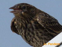 Red-winged Blackbird