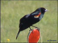 Red-winged Blackbird