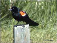 Red-winged Blackbird