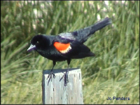 Red-winged Blackbird