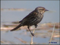 Red-winged Blackbird