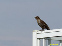 Red-winged Blackbird