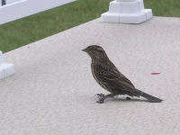 Red-winged Blackbird