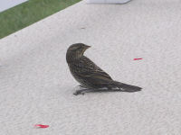 Red-winged Blackbird