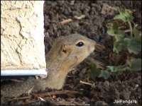 Richardson's Ground Squirrel