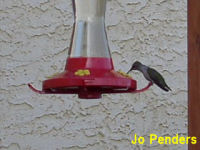 Ruby-throated Hummingbird