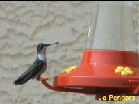 Ruby-throated Hummingbird