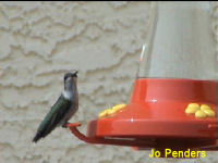 Ruby-throated Hummingbird