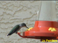 Ruby-throated Hummingbird