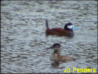 Ruddy Duck