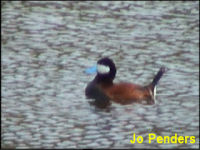 Ruddy Duck