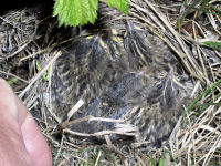 Savannah Sparrow