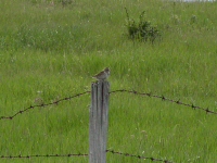 Savannah Sparrow