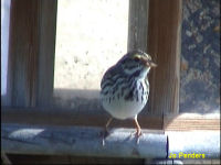 Savannah Sparrow