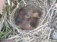 Savannah Sparrow