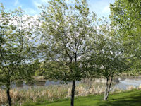 Shubert Chokecherry