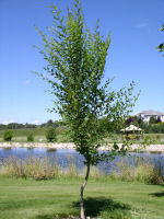 Siberian Elm