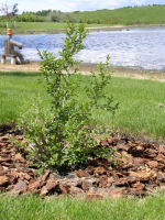 Siberian Elm