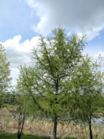 Siberian Larch