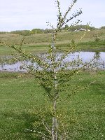 Siberian Larch