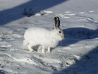 Snowshoe Hare