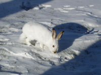 Snowshoe Hare