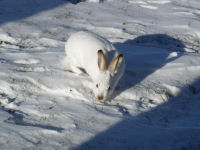 Snowshoe Hare