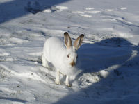 Snowshoe Hare