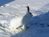 Snowshoe Hare