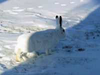 Snowshoe Hare