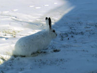 Snowshoe Hare