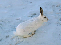 Snowshoe Hare