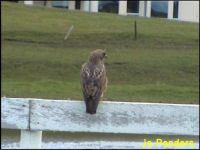 Swainson's Hawk