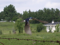 Tree Swallow