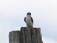 Tree swallow