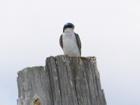 Tree swallow