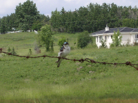 Tree swallow