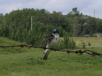 Tree swallow