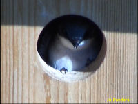 Tree swallow