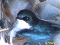 Tree swallow