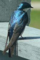 Tree swallow