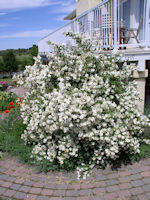 Waterton Mock Orange