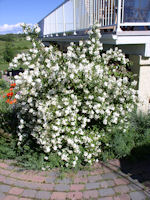 Waterton Mock Orange