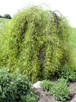 Weeping Caragana