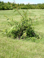 Chinese Weeping Willow