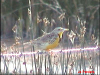 Western Meadowlark