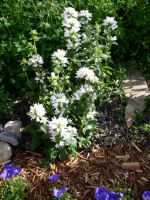 White Clustered Bellflower