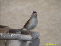 White-crowned Sparrow